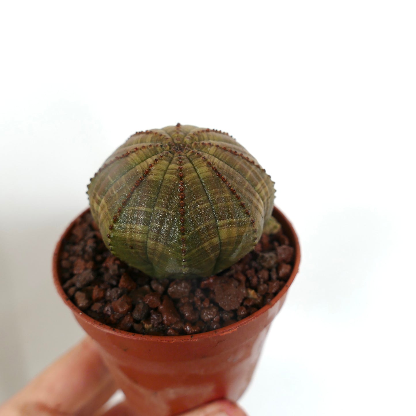 ユーフォルビア・オベサ 小型多肉植物 星形のリブがあるボディとテクスチャーのある表面の鉢植え