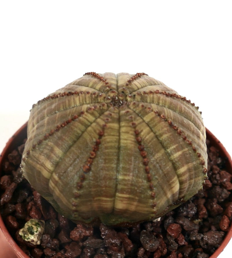 ユーフォルビア・オベサ 多肉サボテン 星形のリッジと小さな茶色の瘤が特徴