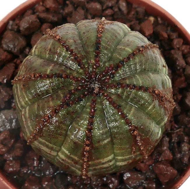 Euphorbia obesa sukkulent med avrundet ribbet kropp og brune piggete merker