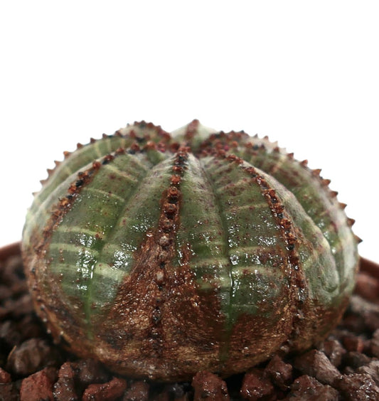 Euphorbia obesa mørkegrønn sukkulent med brune teksturerte ribber og små knuter