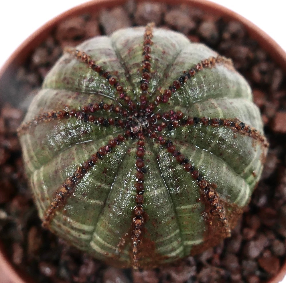 Euphorbia obesa sukkulent kaktus med rund ribbet kropp og brune teksturerte markeringer