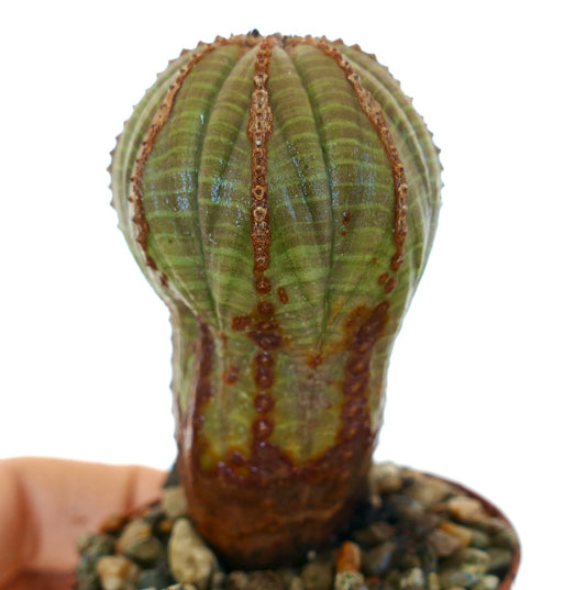 Close-up of Euphorbia obesa in a pot, showing an elongated ribbed body with alternating dark green and brown vertical sections and rows of reddish bumps.