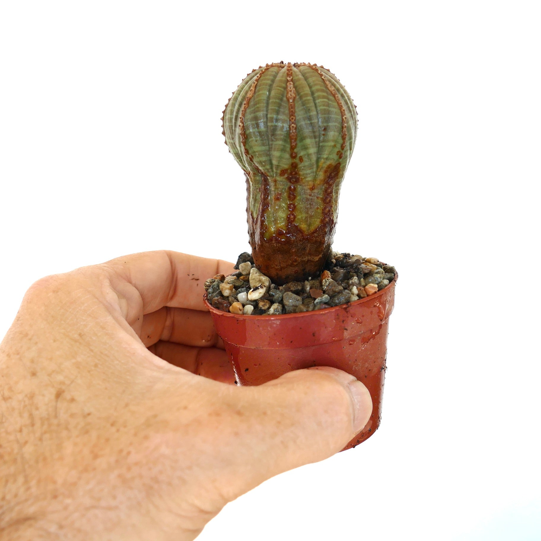 Euphorbia obesa in a small plastic pot held by hand, displaying its unusual columnar shape with dark green ribs, brown lower section, and gravel substrate.