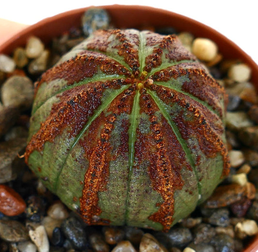 Euphorbia obesa in vaso con ghiaia, che mostra una forma sferica con costolature verdi coperte da motivi testurizzati marrone ruggine.