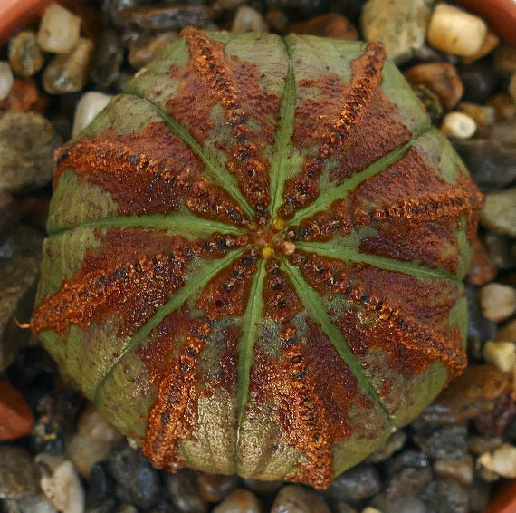 Euphorbia obesa fotografert ovenfra, som viser sin runde, kaktuslignende form med tydelige stjerneformede ribbemønstre i grønne og rødlige brune toner.