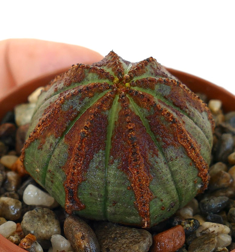 Sidevisning av Euphorbia obesa i en potte, som viser dens kuppelformede kropp med sterke grønne ribber og mørkebrune merker langs åsene.