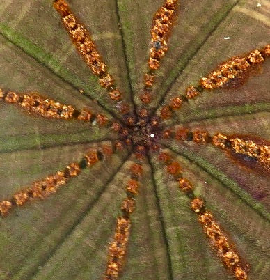 Euphorbia obesa DARK GREEN & BROWN LINES 13ZC