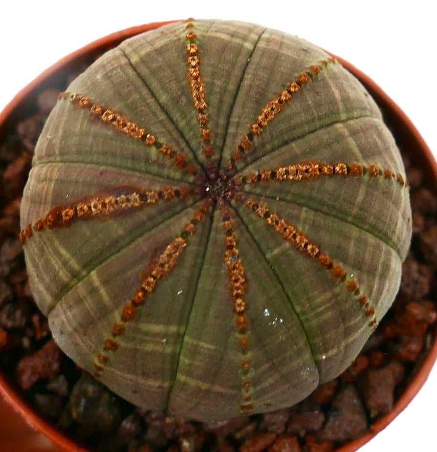 Euphorbia obesa DARK GREEN & BROWN LINES 13ZC