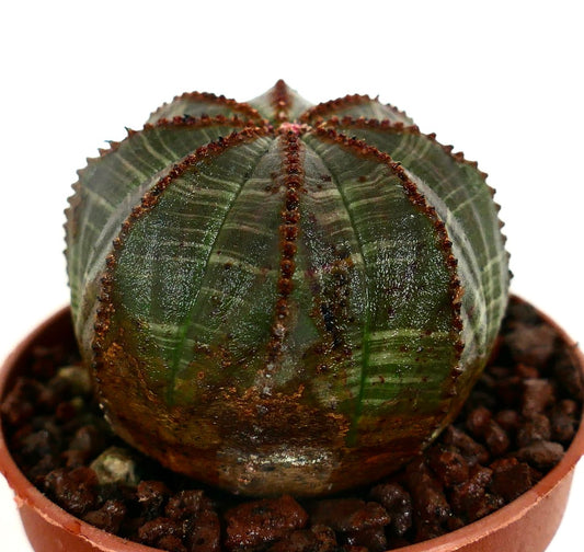 Euphorbia obesa DARK GREEN & BROWN LINES C12