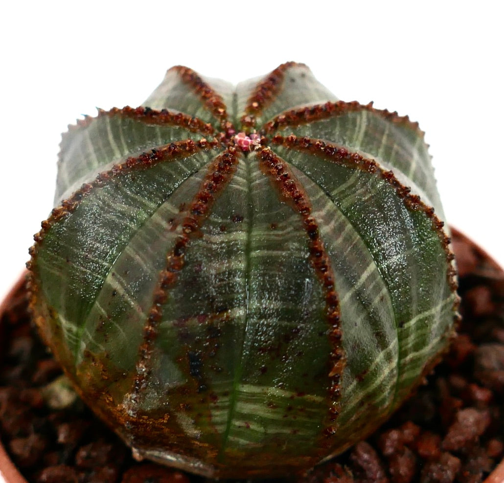 Euphorbia obesa DARK GREEN & BROWN LINES C12