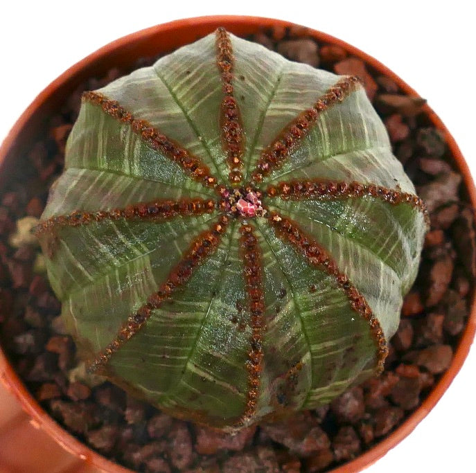 Euphorbia obesa DARK GREEN & BROWN LINES C12