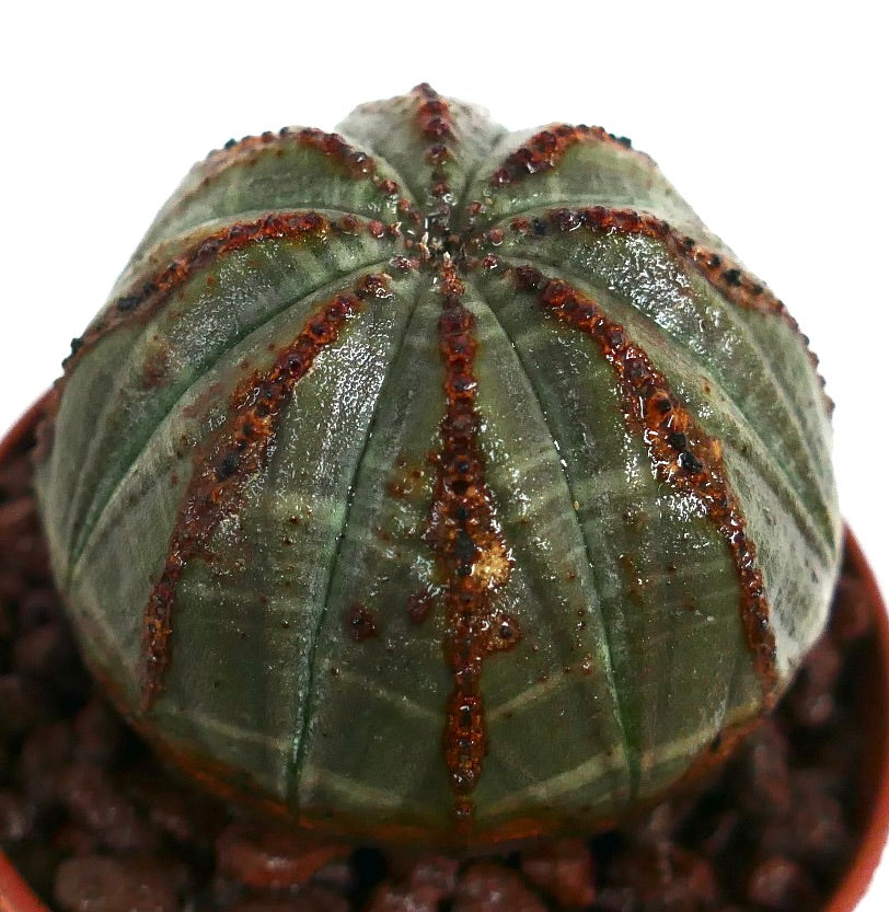 ダークグリーンの肋と質感のある茶色の模様が特徴のユーフォルビア・オベサ多肉植物