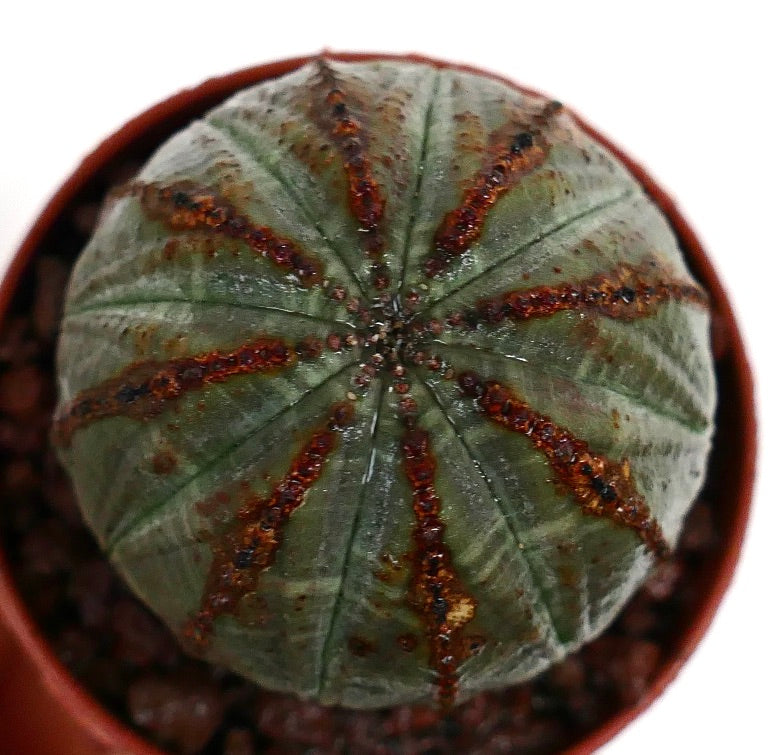 ユーフォルビア・オベサ 多肉植物 ダークグリーンのリブと茶色のテクスチャーライン入り
