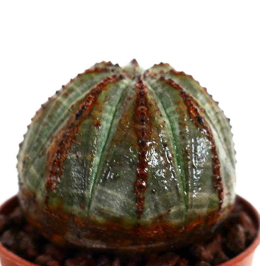 ユーフォルビア・オベサ 多肉植物のサボテンで、肋骨状の胴体と濃い茶色の質感のある線が特徴です