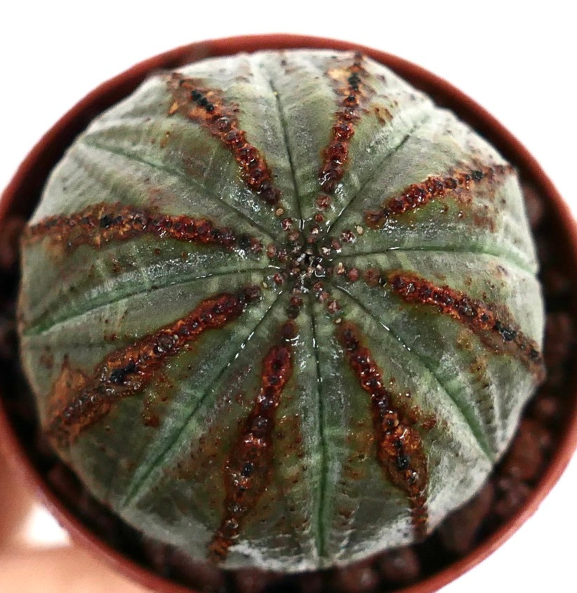 ユーフォルビア・オベサ 多肉植物サボテン ダークグリーンの肋骨と茶色のテクスチャーライン付き