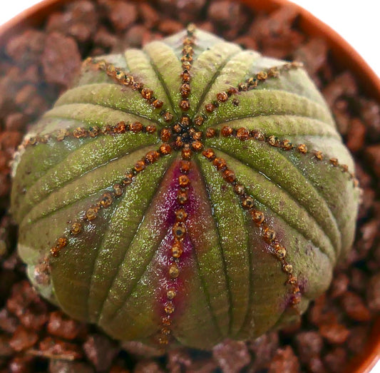Euphorbia obesa DARK GREEN & PINK ARROW HB023-14