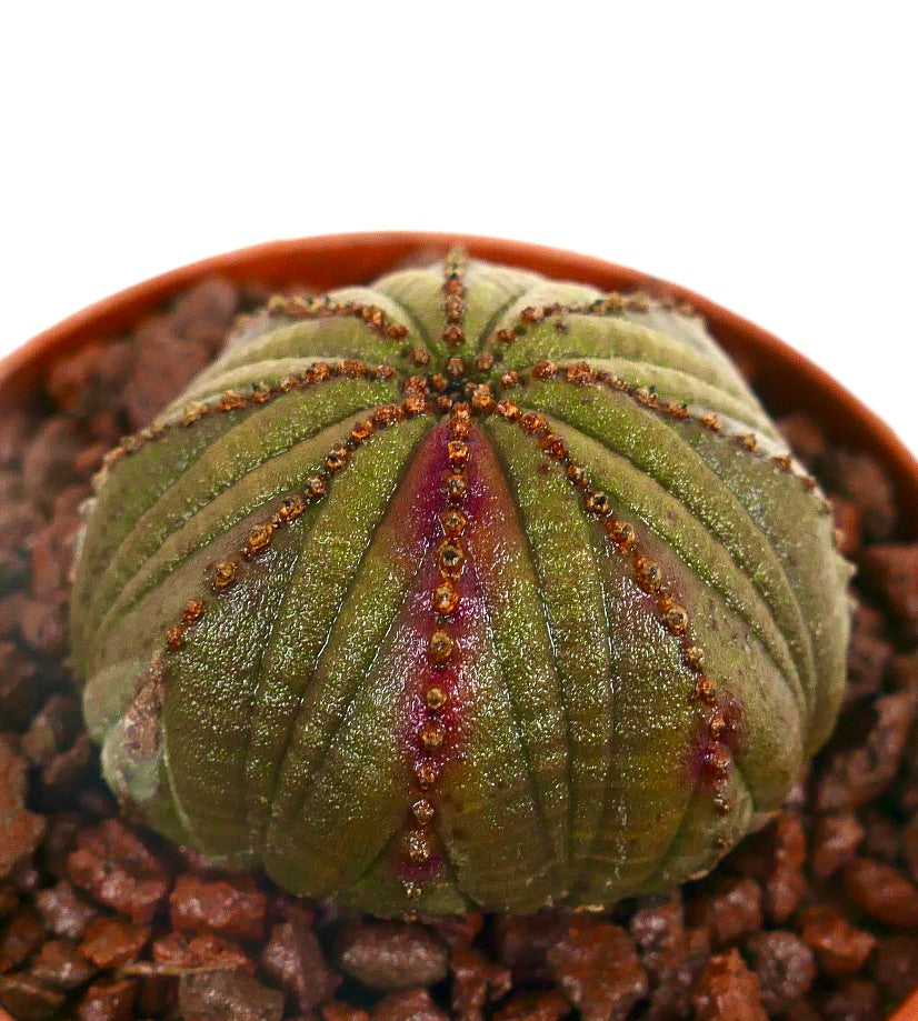 Euphorbia obesa DARK GREEN & PINK ARROW HB023-14