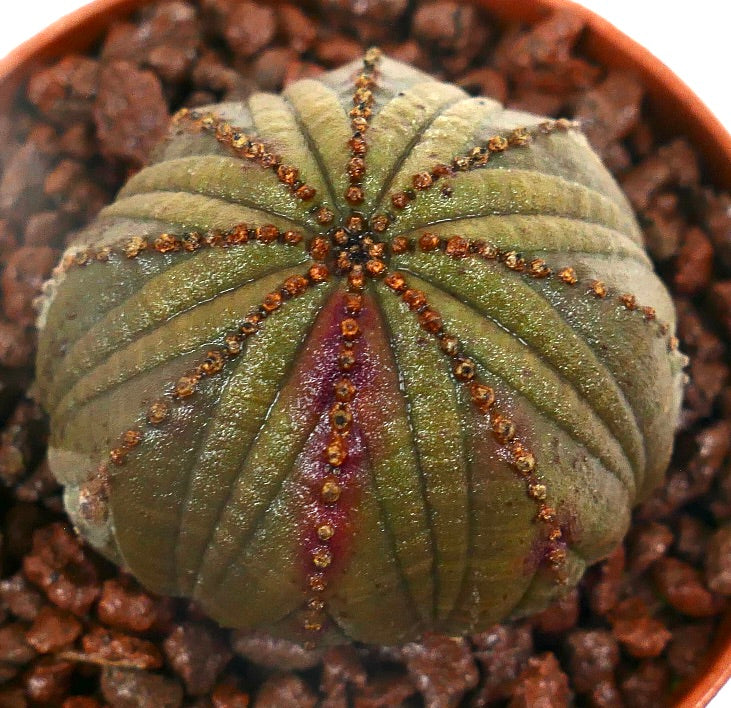 Euphorbia obesa DARK GREEN & PINK ARROW HB023-14