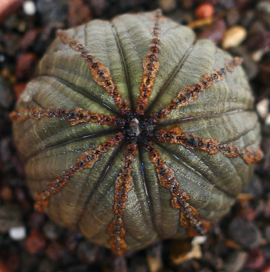 Vista dall'alto di Euphorbia obesa in vaso, che mostra il suo corpo rotondo e costolato con tonalità verde scuro e creste marrone rossastro.