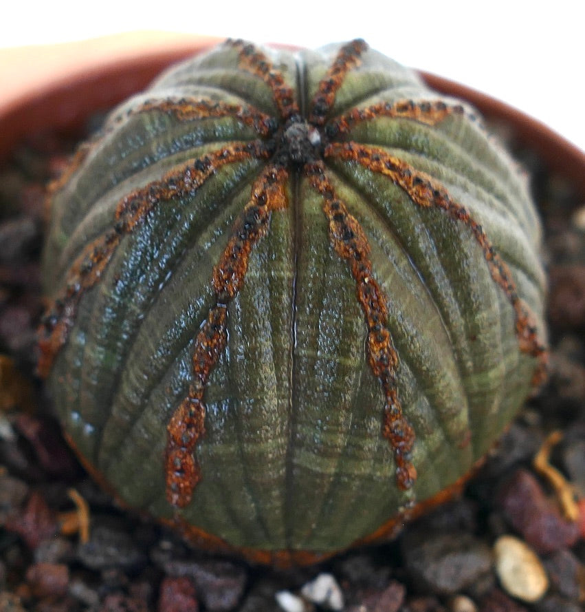 Skrått bilde av Euphorbia obesa som fremhever dens sfæriske ribbede form med brune teksturerte åser og grønn overflate.