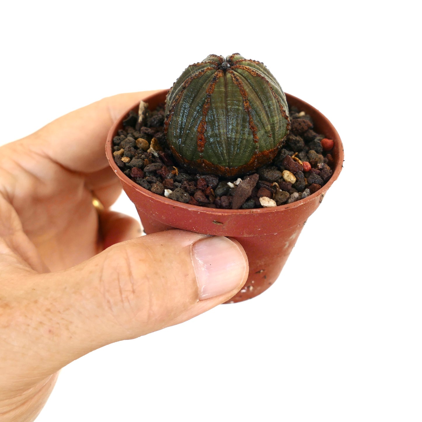 Euphorbia obesa i en liten terrakottakrukke holdt i hånden, som viser sin kompakte runde kropp med vertikale ribber og rødbrune markeringer.