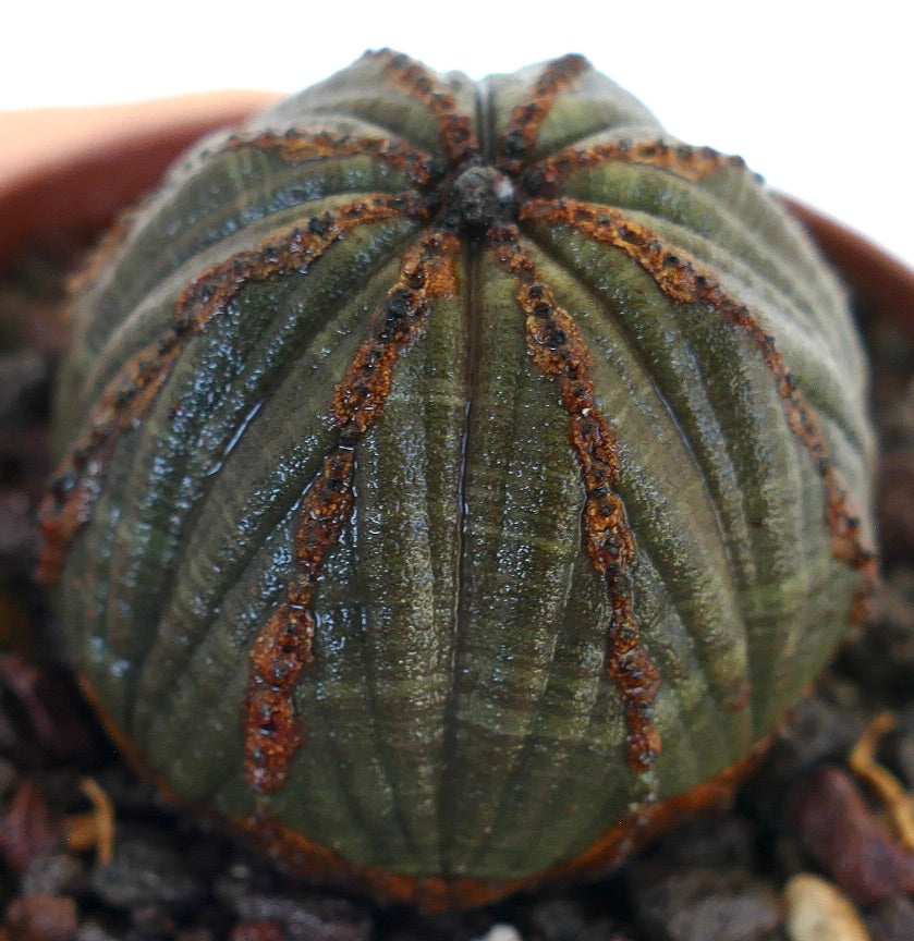 Nærbilde av Euphorbia obesa, som viser segmenterte ribber med mørkegrønn hud og fremtredende brune åser.
