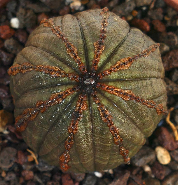 Fugleperspektiv av Euphorbia obesa i en potte, som viser dens symmetriske runde form og utstrålende rødbrune åser.