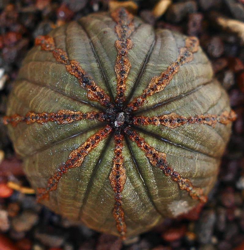 Euphorbia obesa fotografert ovenfra, med godt definerte ribber og brune teksturerte riller over en grønn avrundet kropp.