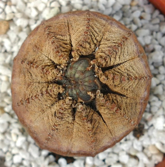 Euphorbia obesa succulent with dry textured surface and new apex growth in pot