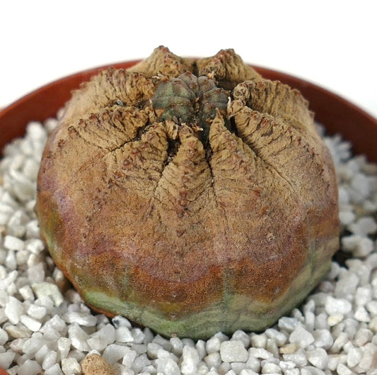 Euphorbia obesa succulent with dry textured brown ridges and green base in pot