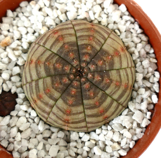 Euphorbia obesa ELEGANT MARKINGS