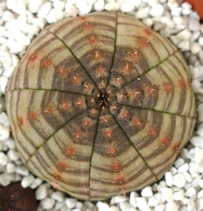 Euphorbia obesa ELEGANT MARKINGS