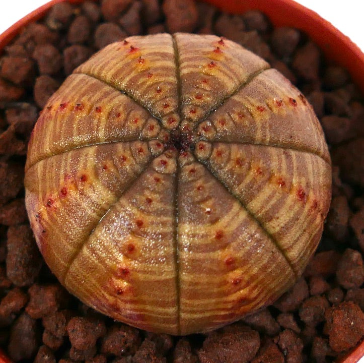 Euphorbia obesa cactus succulent rond avec un motif rayé et de petits tubercules rouges