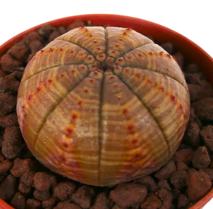 Cactus succulent Euphorbia obesa avec corps rond côtelé et taches rougeâtres en pot