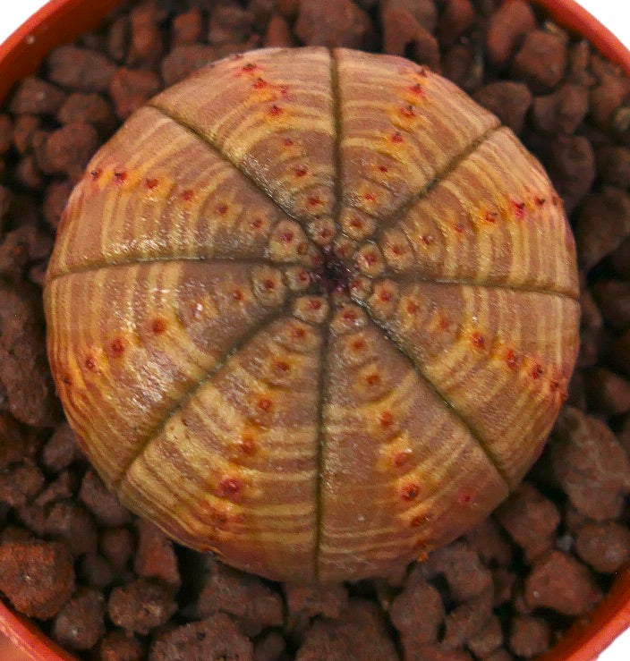 Succulente Euphorbia obesa avec un corps rond côtelé et un motif rayé subtil dans un pot en terre cuite