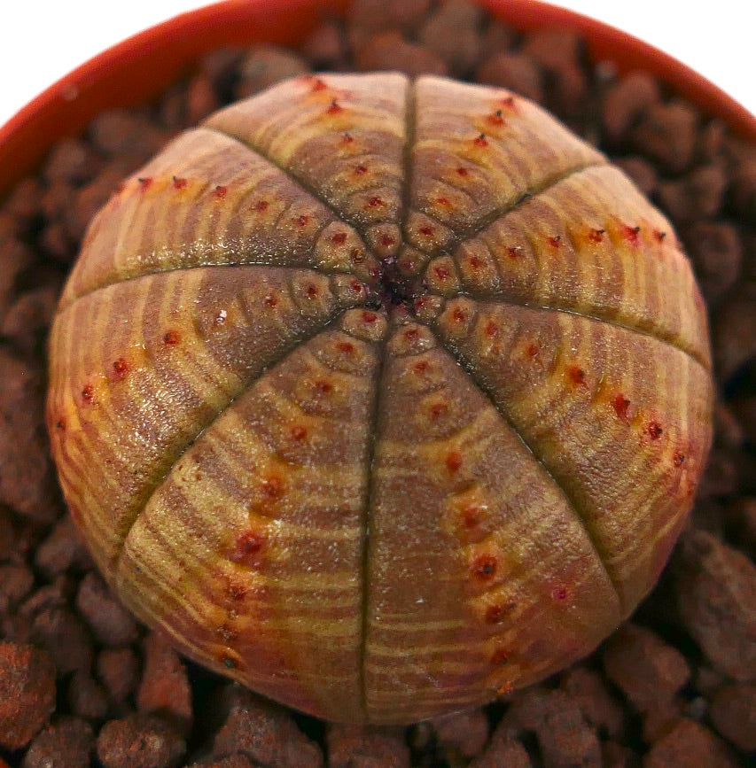 Cactus succulent Euphorbia obesa avec une forme ronde et un motif rayé subtil