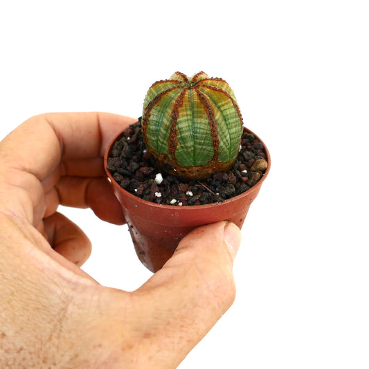 ユーフォルビア・オベサのクローズアップ。緑色の球体に沿って、肋骨に沿った茶色の隆起した縦筋が特徴です。