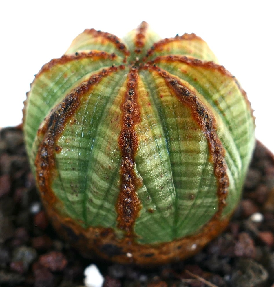 Top view of Euphorbia obesa with a symmetrical ribbed pattern and reddish-brown lines radiating from the center.