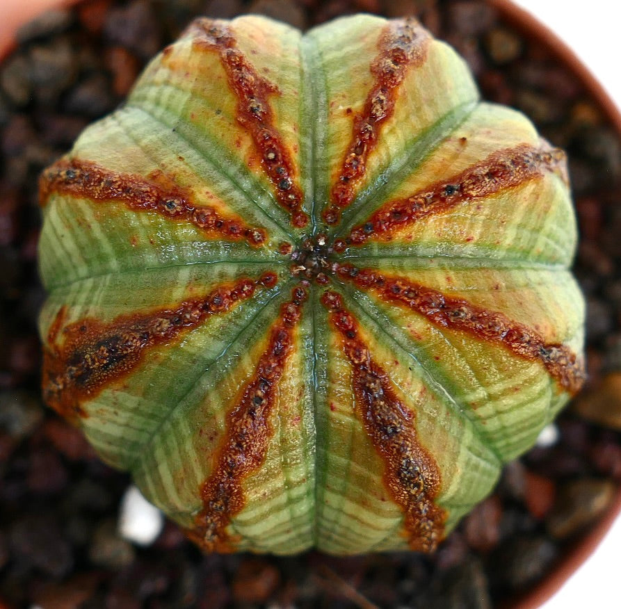 Euphorbia obesa in a small pot, held by hand, showing its rounded ribbed shape with reddish-brown vertical markings.
