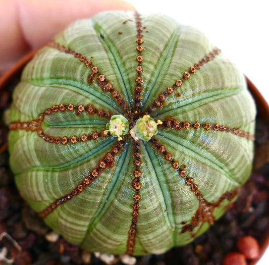 鉢植えのユーフォルビア・オベサの上からの眺め。丸く肋骨状の胴体の頂点に、2つの小さな黄緑色の花が咲いています。