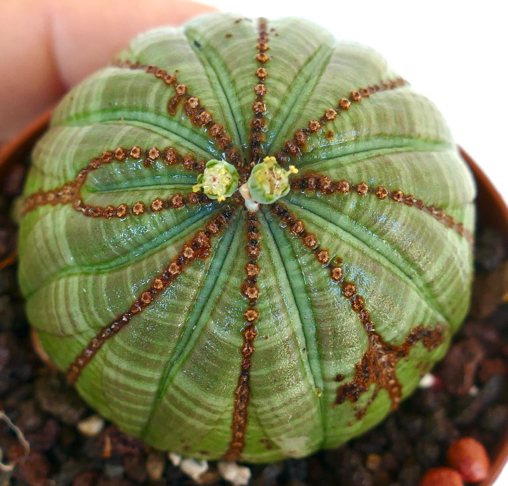 上から見たユーフォルビア・オベサの写真。対称的なリブ（肋骨）、緑色の表面、中央に咲く小さな花が二つ見えます。