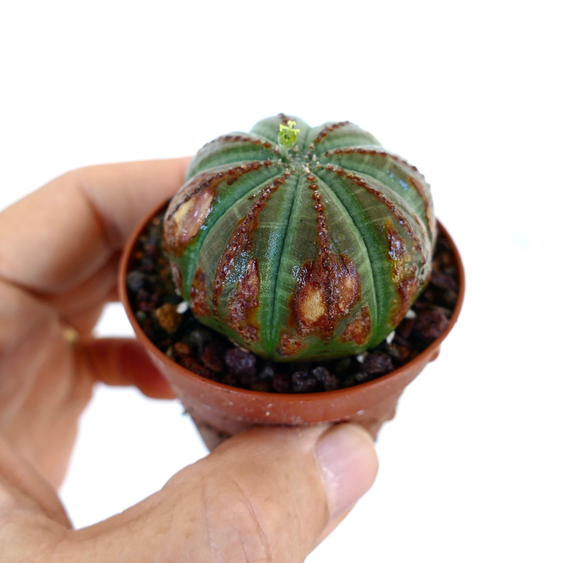 Euphorbia obesa SPECIMINE SELEZIONATO GRASSO in un piccolo vaso tenuto in mano, che mostra il suo corpo arrotondato e costoluto con superficie verde scuro e grandi macchie marroni.