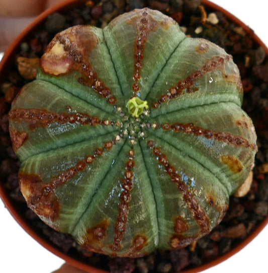 Vista dall'alto di Euphorbia obesa ESEMPLARE SELEZIONATO GRASSO, che mette in evidenza le sue coste simmetriche, il fiore centrale del ciatidio e la superficie verde maculata con macchie marroni.