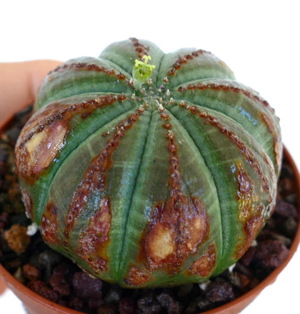 Euphorbia obesa ESEMPLARE SELEZIONATO GRASSO fotografato da un angolo, che mostra la sua forma sferica, le coste distinte e le cicatrici marroni con un piccolo fiore all'apice.