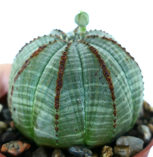 Succulenta Euphorbia obesa femmina, corpo sferico grigio-verde con costole verticali e creste marroni, che mostra un piccolo bocciolo di fiore sulla sommità, piantata in terriccio ghiaioso.