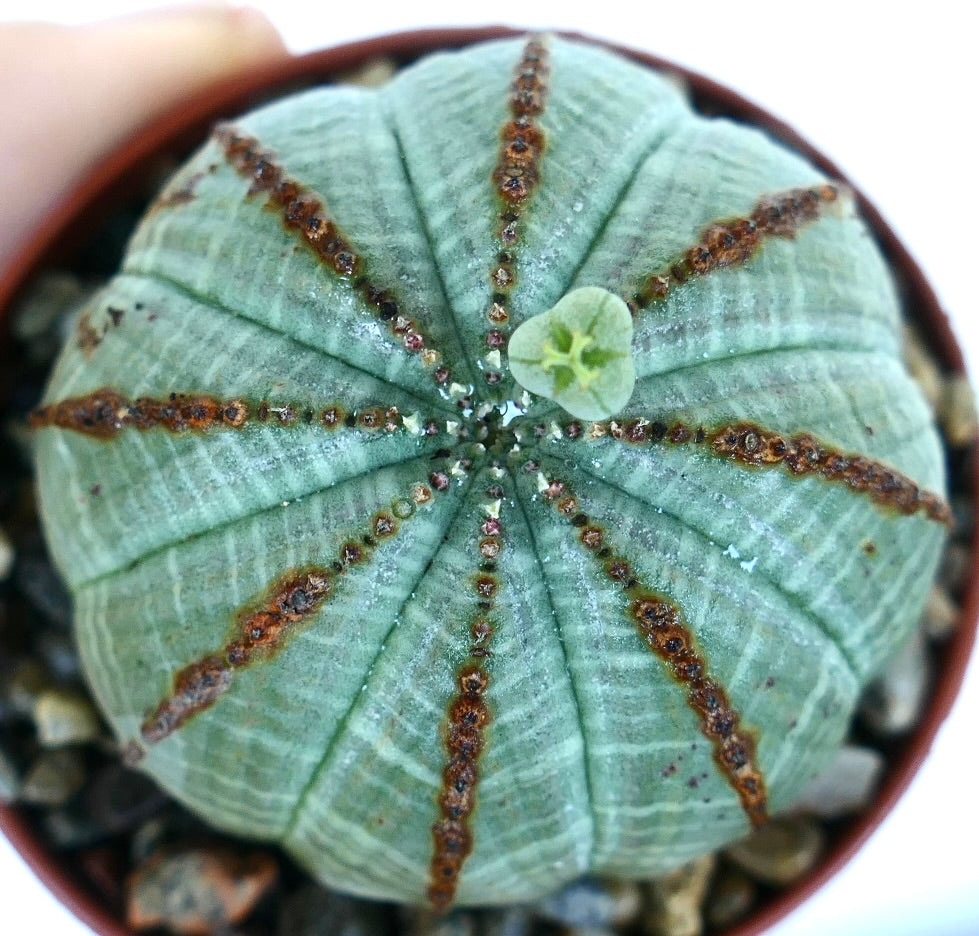 岩の多い土壌で育った、縦に茶色い模様が入った灰緑色の肋骨状多肉植物、ユーフォルビア・オベサのメスの株を上方からクローズアップ撮影。先端には小さな花が咲いています。