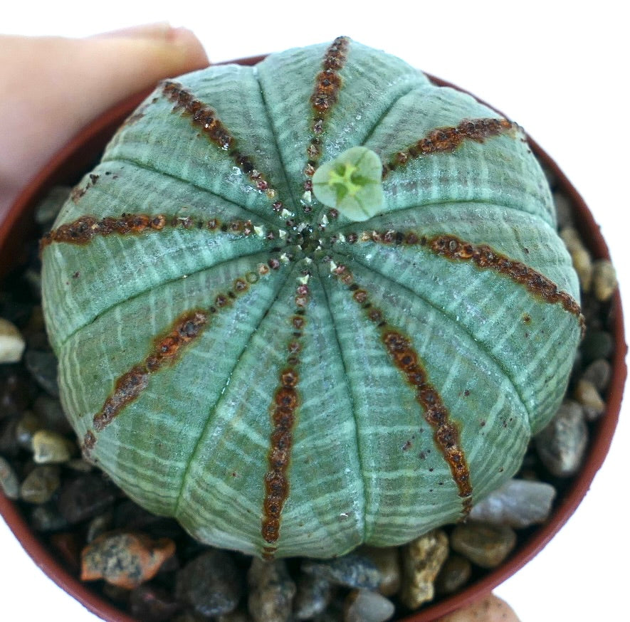 鉢植えのユーフォルビア・オベサ（雌株）、灰緑色の球形多肉植物で、放射状の茶色いリッジと冠部に花があり、砂利を詰めた鉢に展示されています。