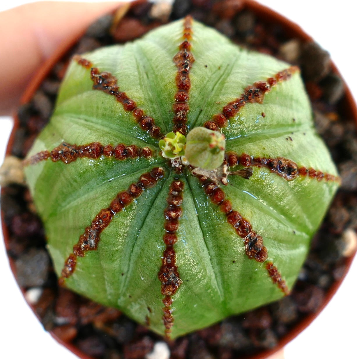 Vista dall'alto di Euphorbia obesa in vaso, che mostra il suo corpo sferico costolato con creste marroni e una capsula di seme verde in via di sviluppo sulla sommità.