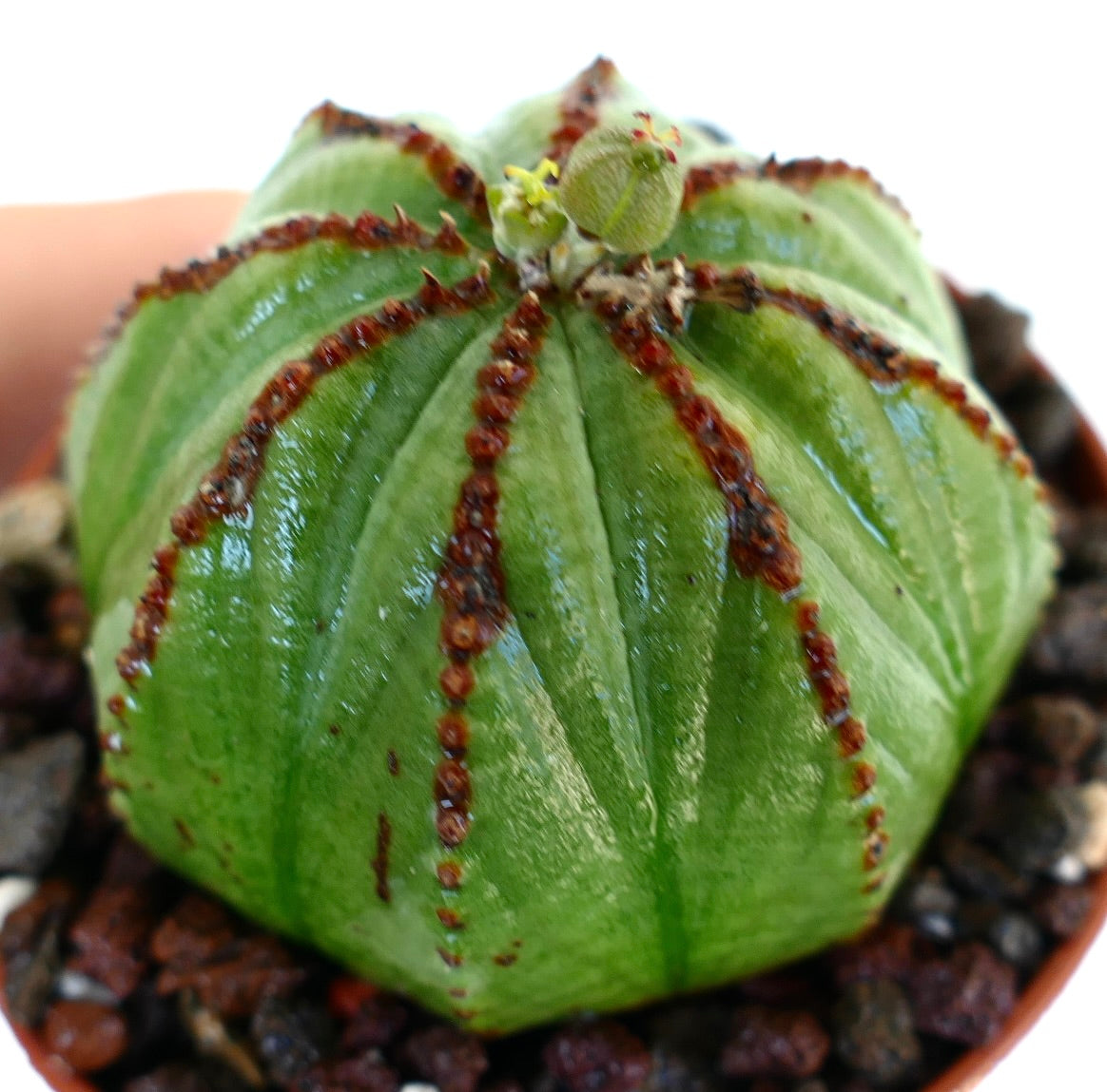 Vista angolata di Euphorbia obesa, che mette in risalto la sua forma tondeggiante con costole rossastre e una piccola capsula di semi e fiore all'apice.