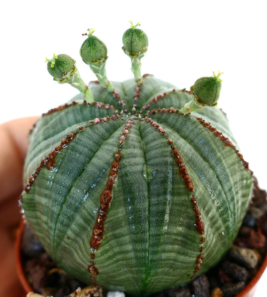 ユーフォルビア・オベサ〈メス〉茶色のライン入り | 種子生産者